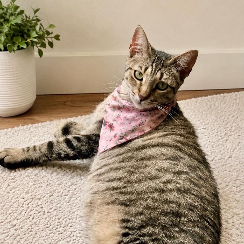 Tajin, a Adoptable Domestic Short Hair in Miami, FL image 2/3