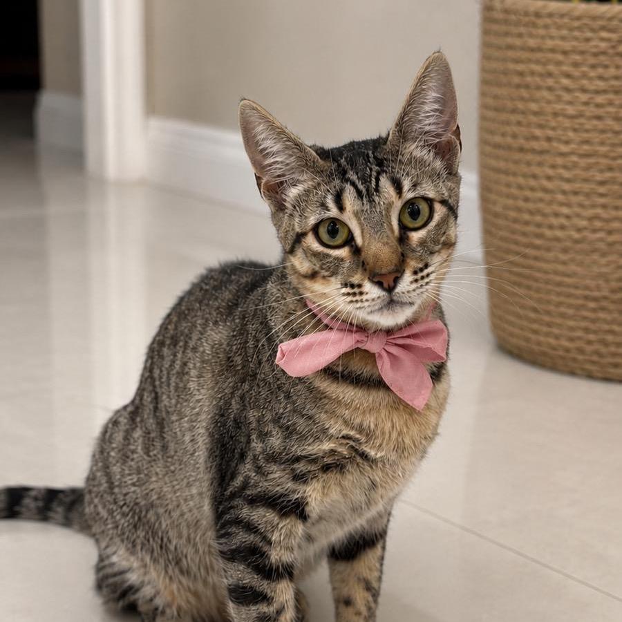 Tajin, a Adoptable Domestic Short Hair in Miami, FL image 3/3