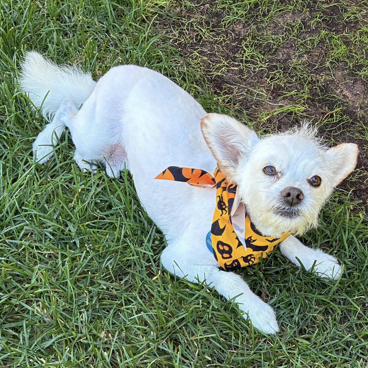 Marshmallow, a Adoptable mixed breed in Hurricane, UT image 4/6