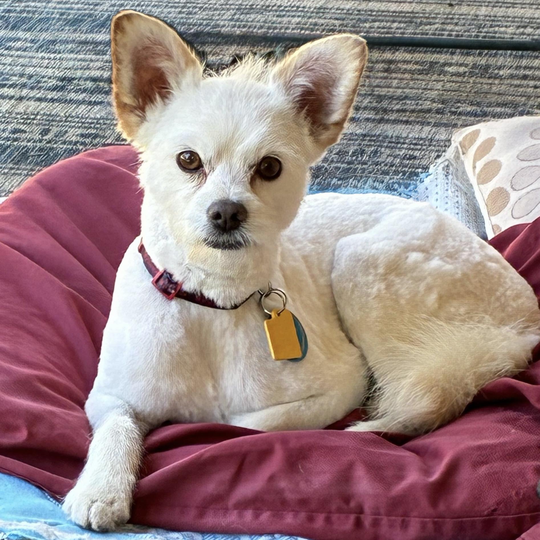 Marshmallow, a Adoptable mixed breed in Hurricane, UT image 1/6