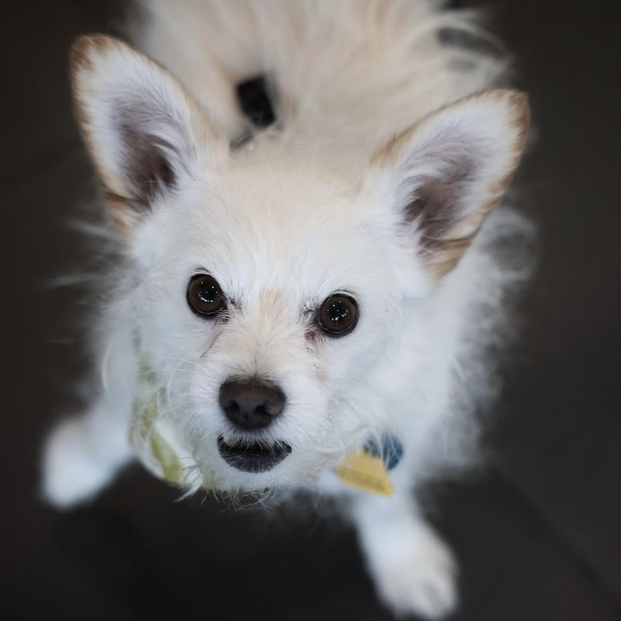 Marshmallow, a Adoptable mixed breed in Hurricane, UT image 2/6