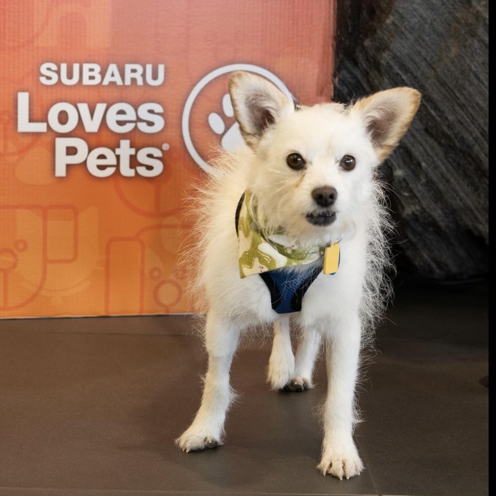 Marshmallow, a Adoptable mixed breed in Hurricane, UT image 3/6