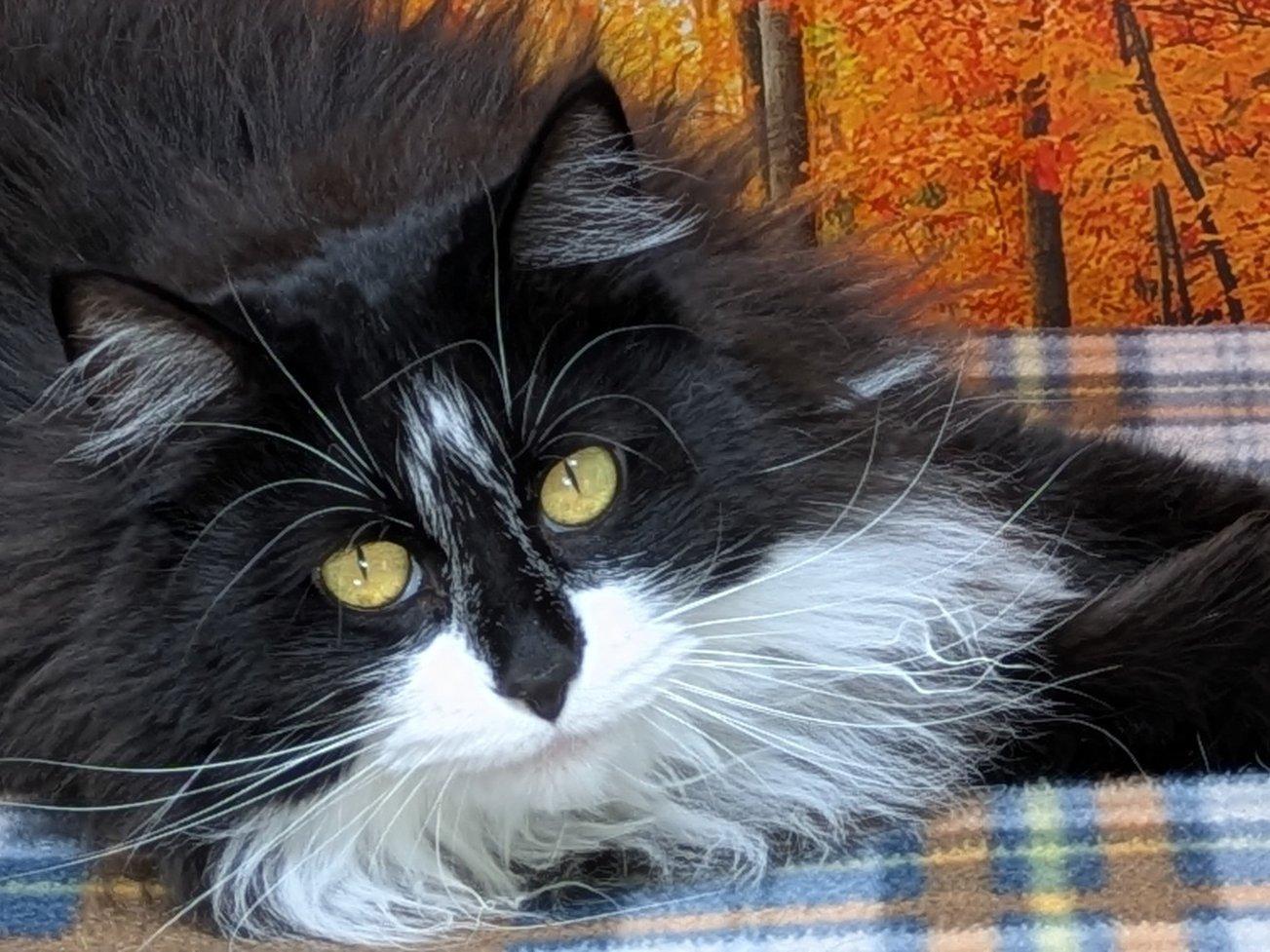 Sass, adoptable, Senior Female Domestic Long Hair & Tuxedo.
