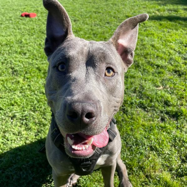Midnight, Adoptable, Young Male Pit Bull Terrier.