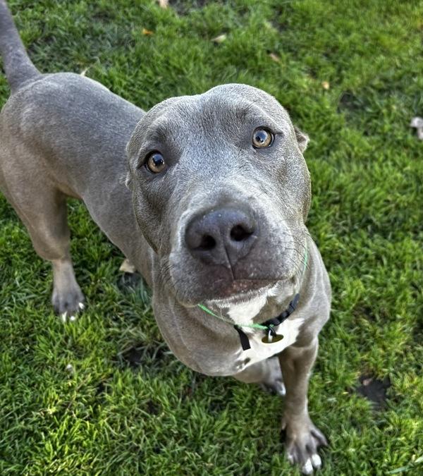 Midnight, a Adoptable mixed breed in Oakland, CA image 2/6