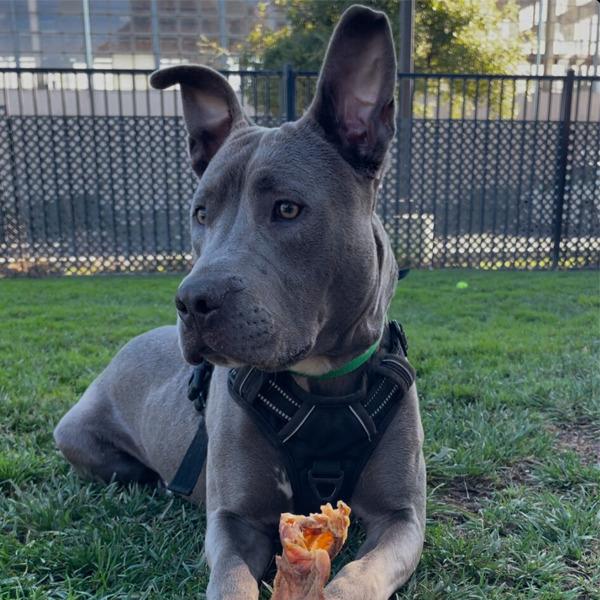 Midnight, a Adoptable mixed breed in Oakland, CA image 5/6