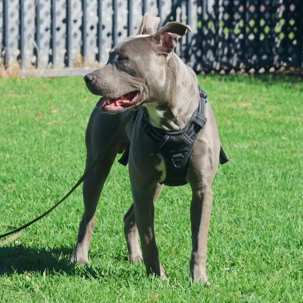 Midnight, a Adoptable mixed breed in Oakland, CA image 6/6