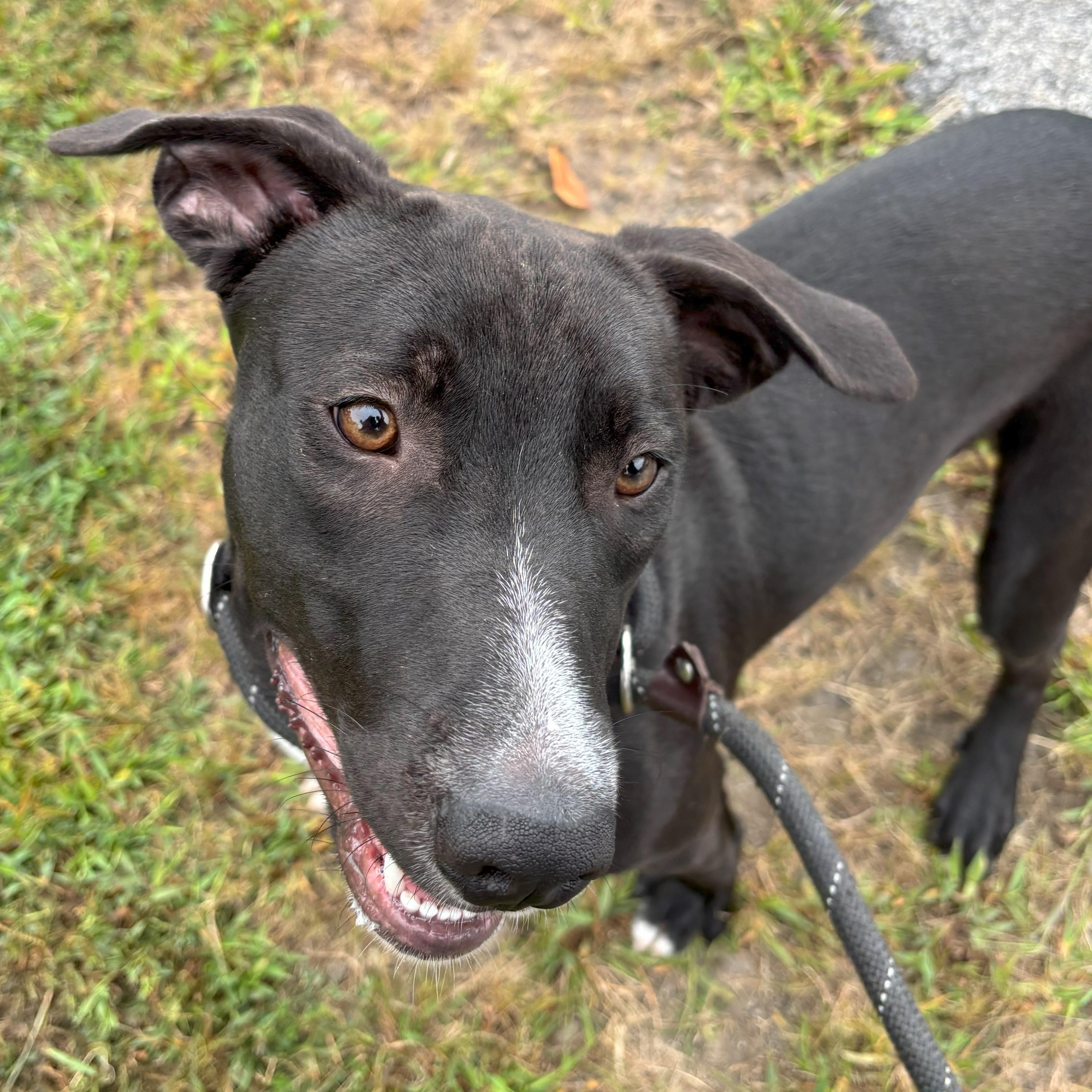 Enlarge Elijah, a Adoptable mixed breed in Franklin, NC image 3/5