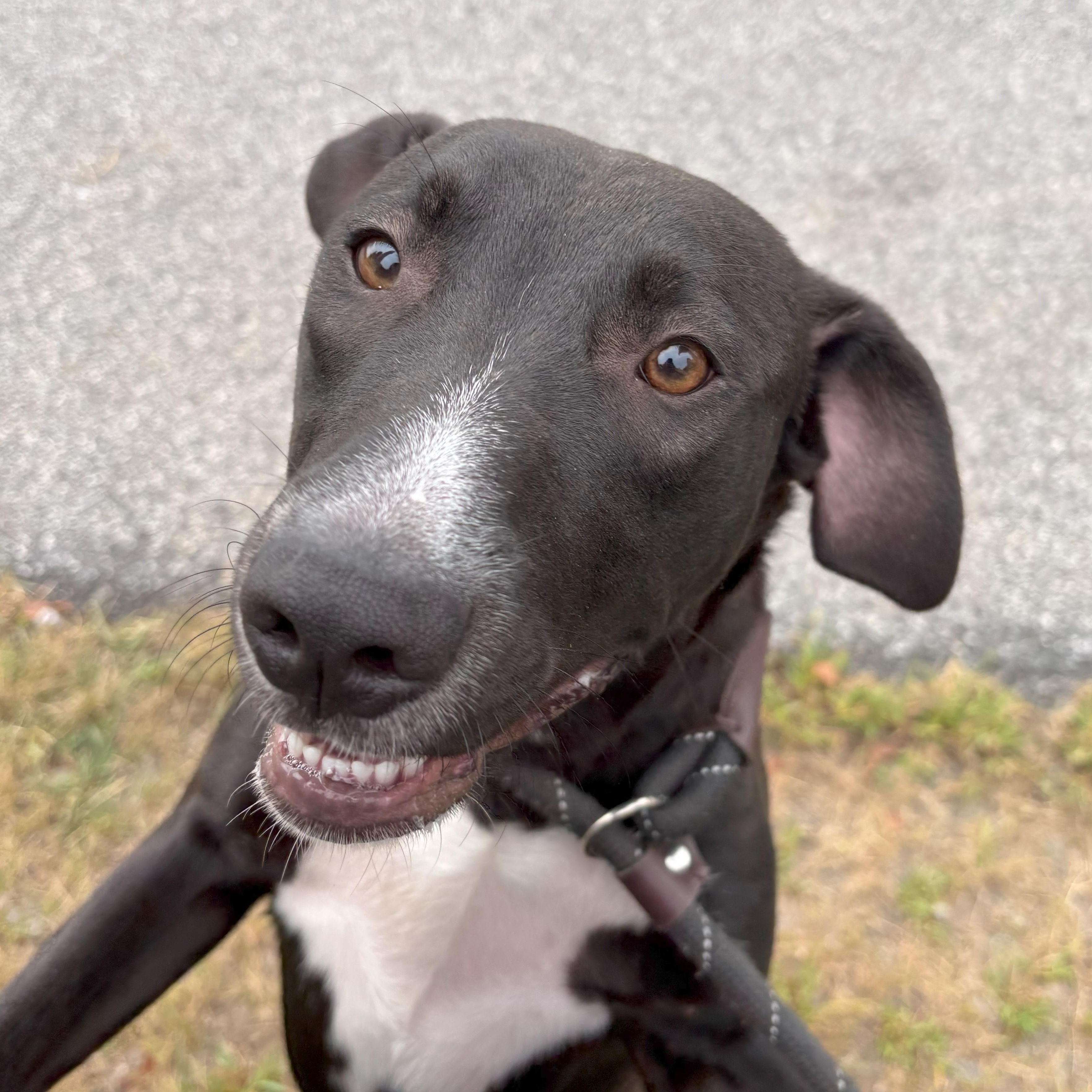 Enlarge Elijah, a Adoptable mixed breed in Franklin, NC image 4/5