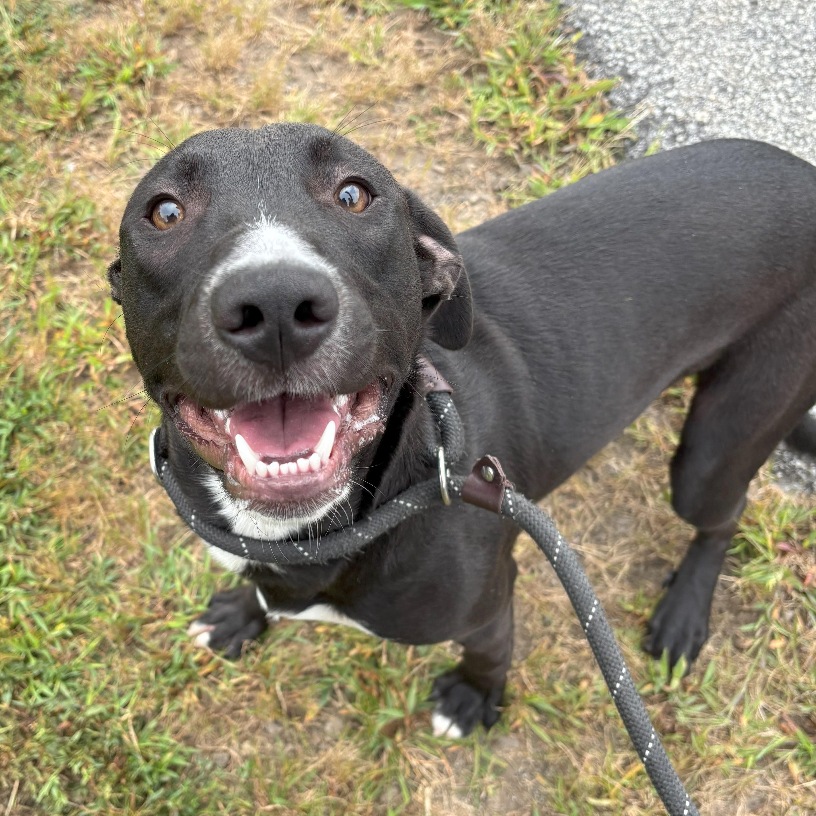 Elijah, Adoptable, Young Male Black Labrador Retriever.