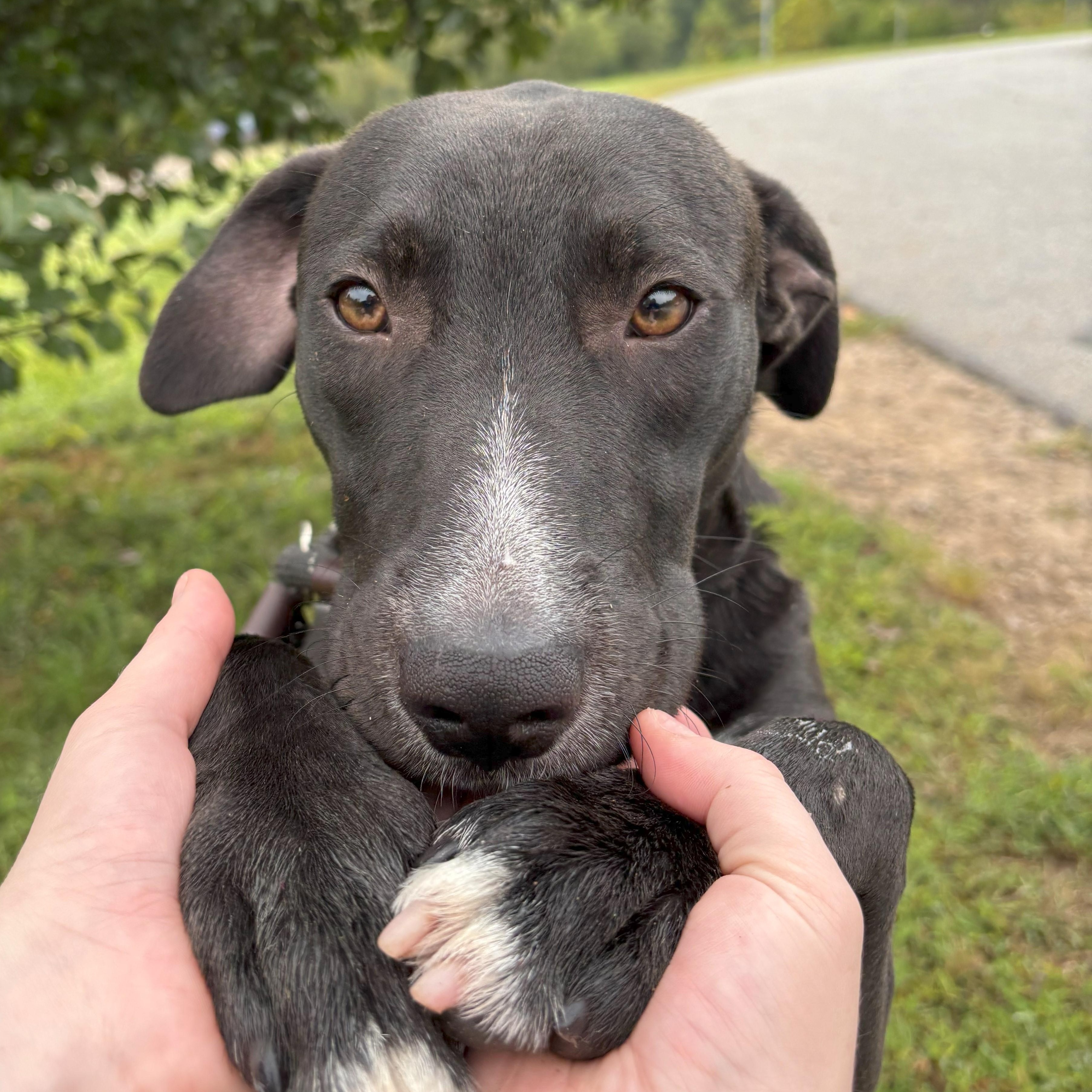 Enlarge Elijah, a Adoptable mixed breed in Franklin, NC image 5/5