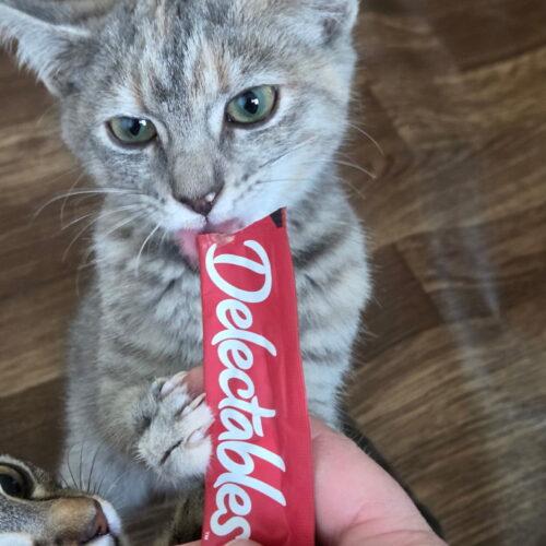 Belle Starr, a Adoptable Dilute Tortoiseshell in Canal Winchester, OH image 1/2