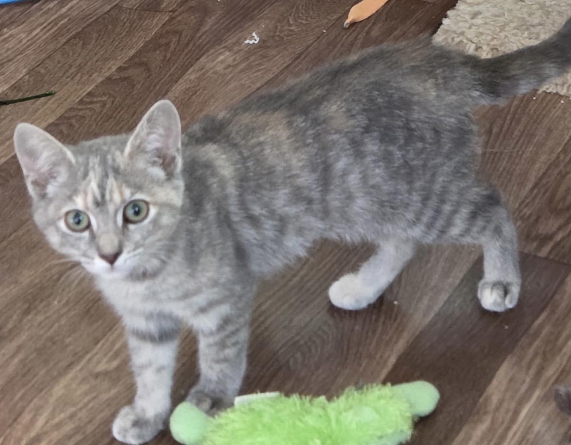 Belle Starr, a Adoptable Dilute Tortoiseshell in Canal Winchester, OH image 2/2