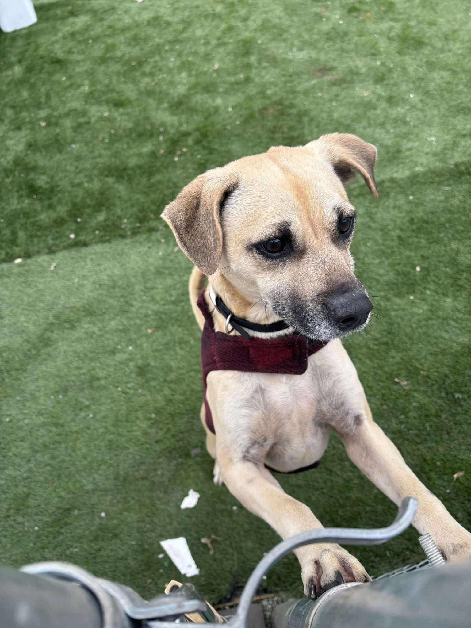 Enlarge Hopper, a ADOPTABLE mixed breed in Richmond, MO image 2/2