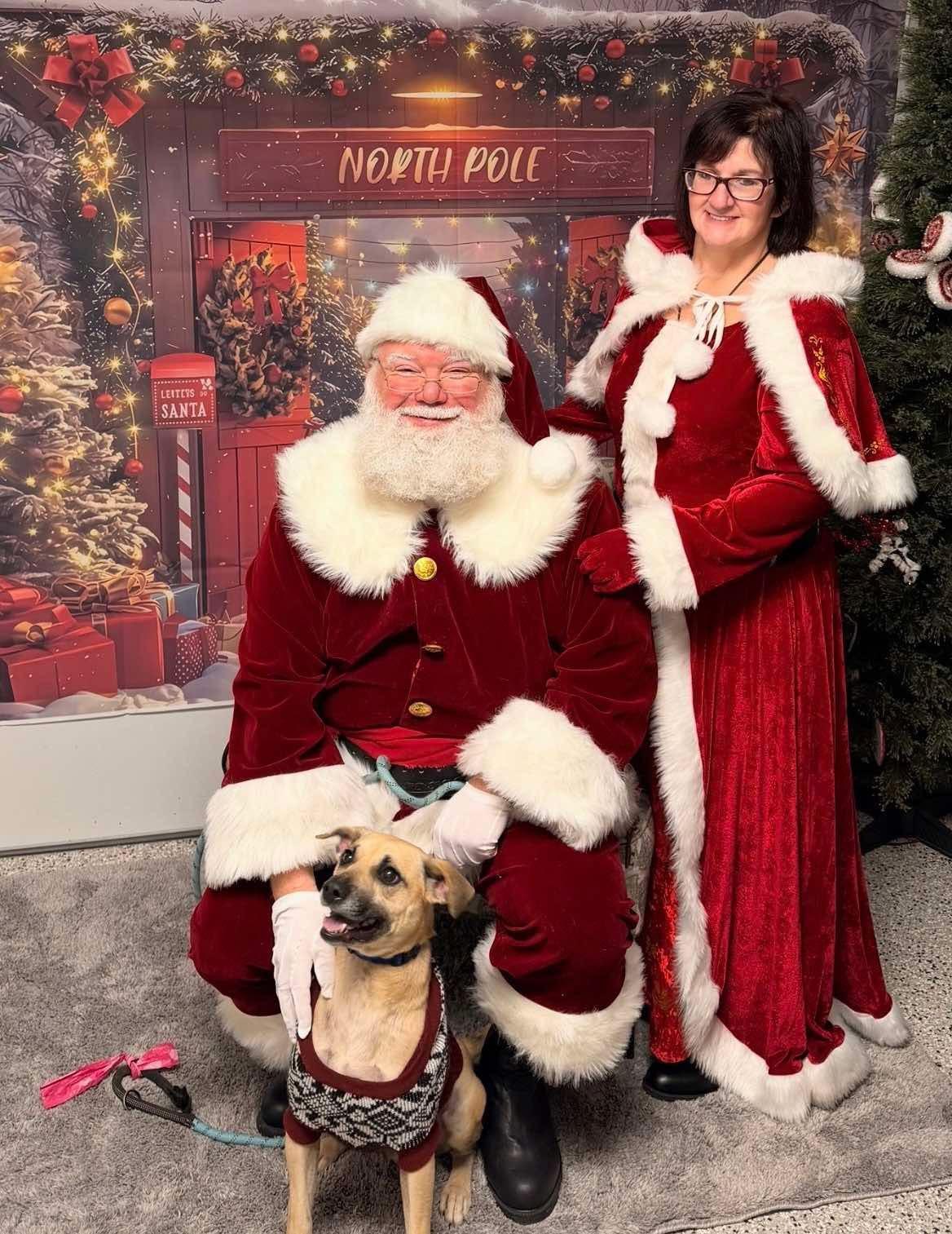 Hopper, ADOPTABLE, Adult Male Mixed Breed.