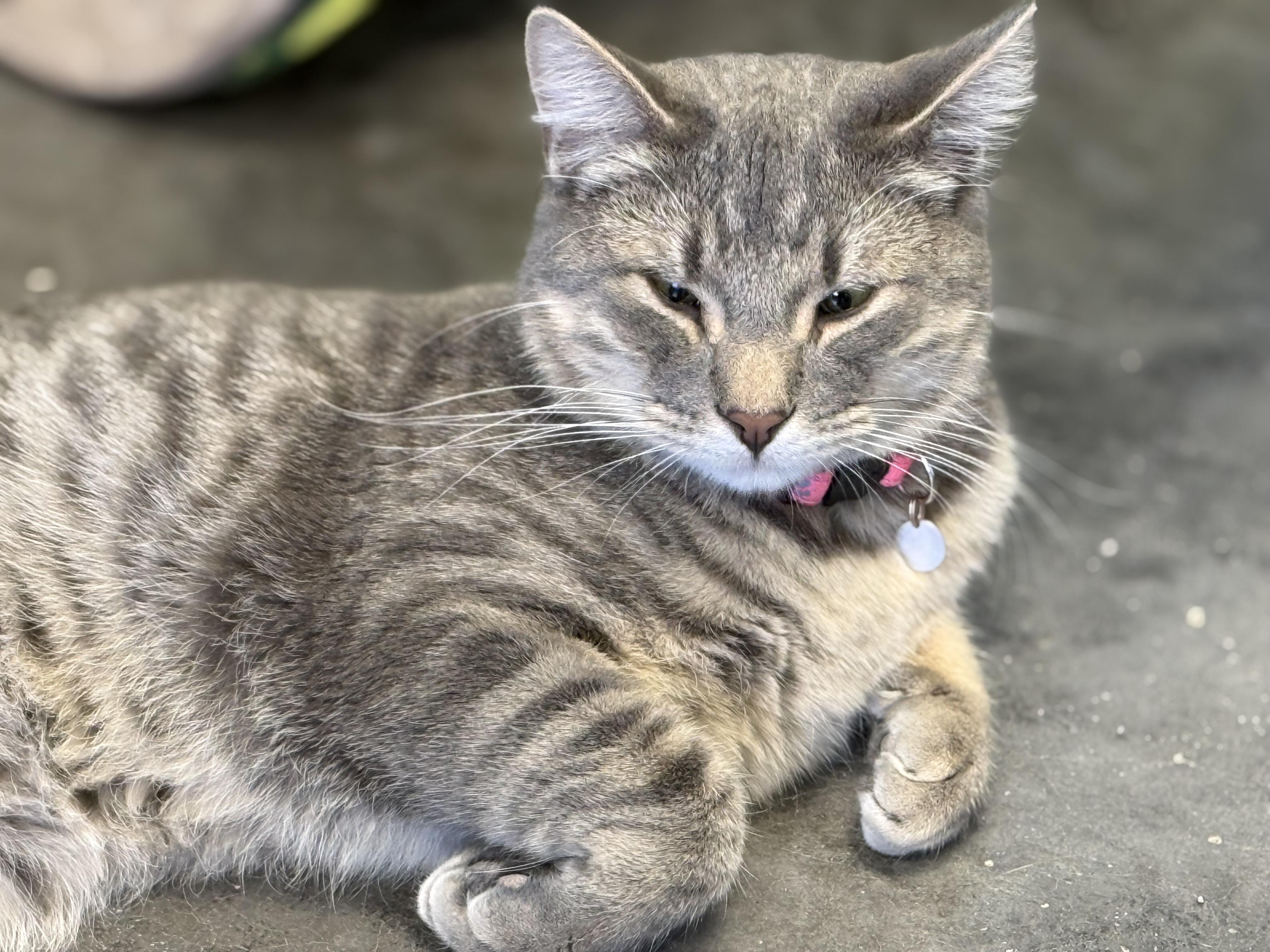 Kaleb, Adoptable, Kitten Male Tabby.