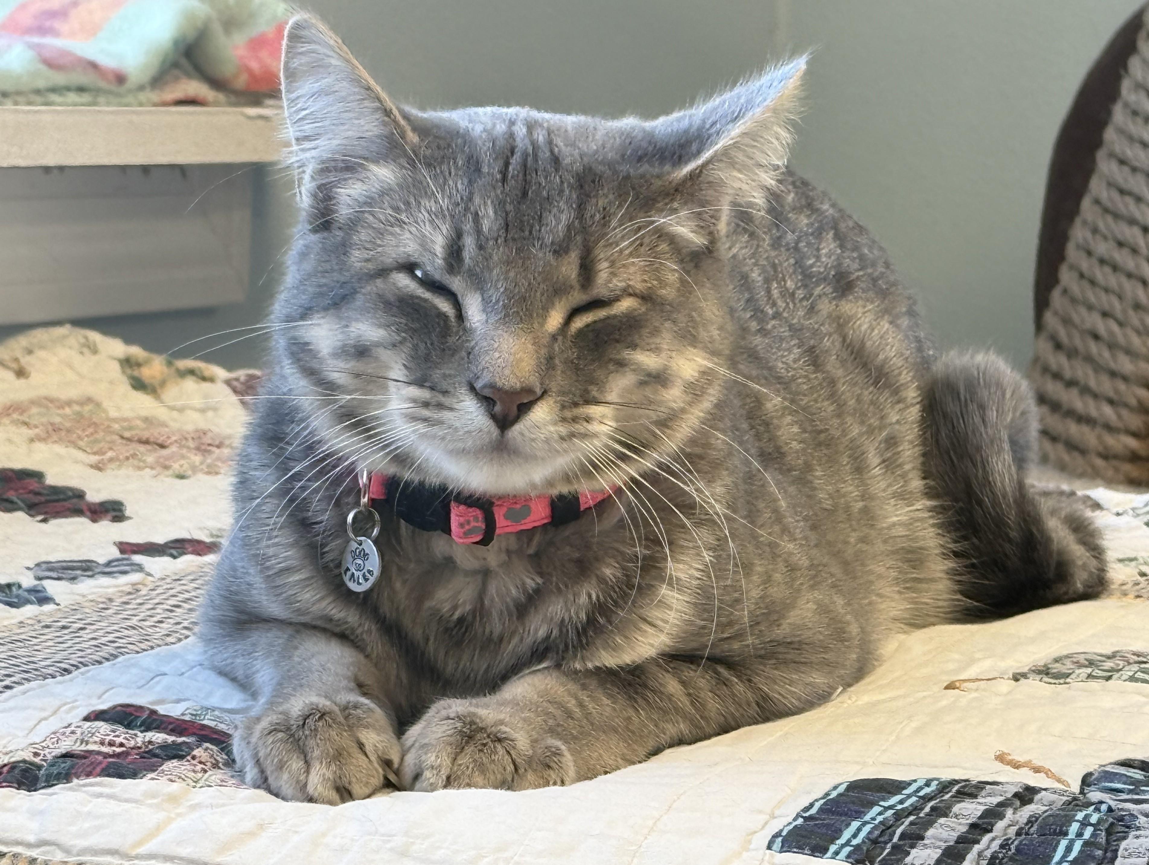 Kaleb, Adoptable, Kitten Male Tabby.