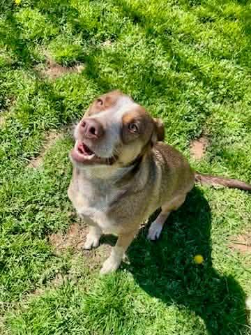 Sweet Grass, a ADOPTABLE mixed breed in Oklahoma City, OK image 3/3