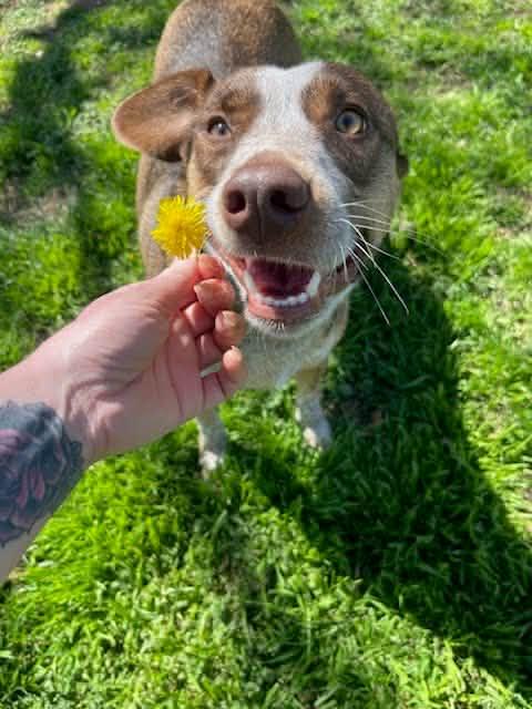 Sweet Grass, ADOPTABLE, Adult Female Catahoula Leopard Dog.