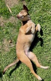 Sweet Grass, a ADOPTABLE mixed breed in Oklahoma City, OK image 2/3