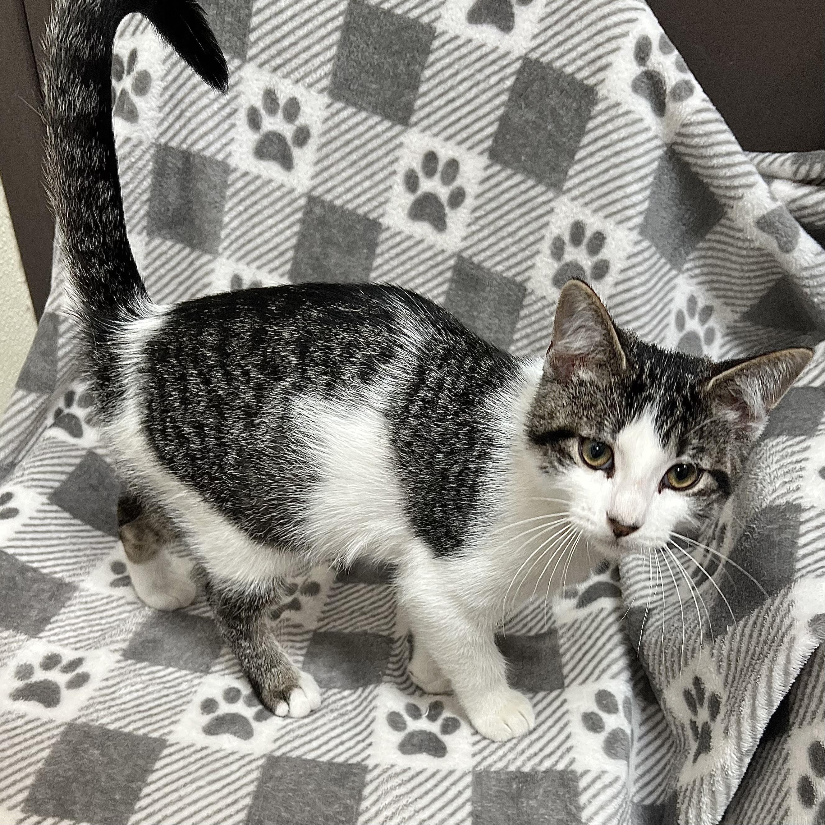 Domino