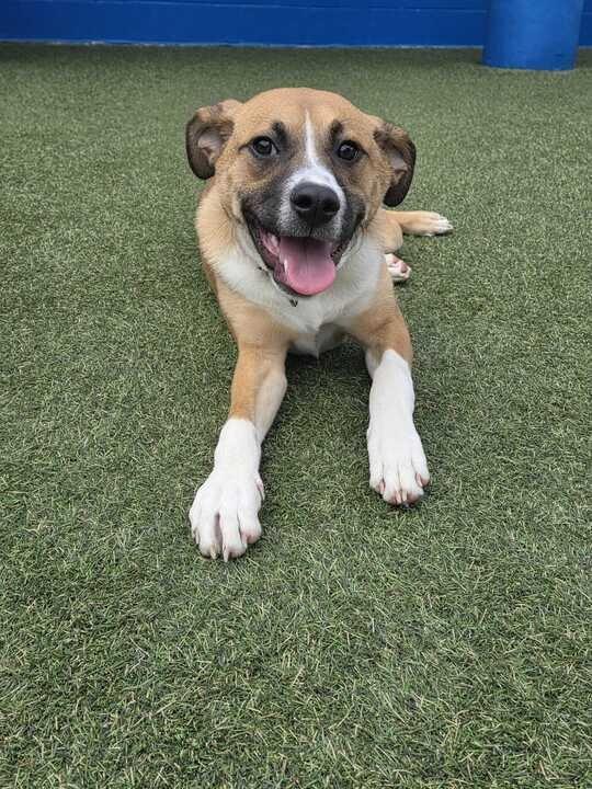 Everest (In Foster), Adoptable, Puppy Male Black Mouth Cur.