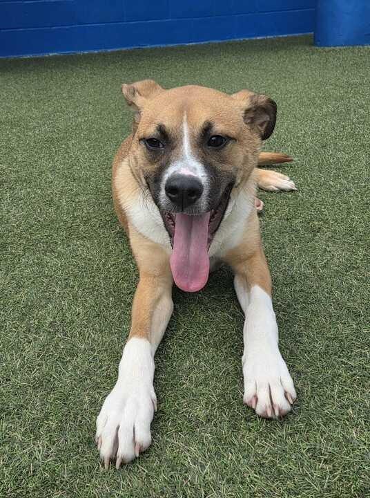 Enlarge Everest (In Foster), a Adoptable mixed breed in New Orleans, LA image 2/5