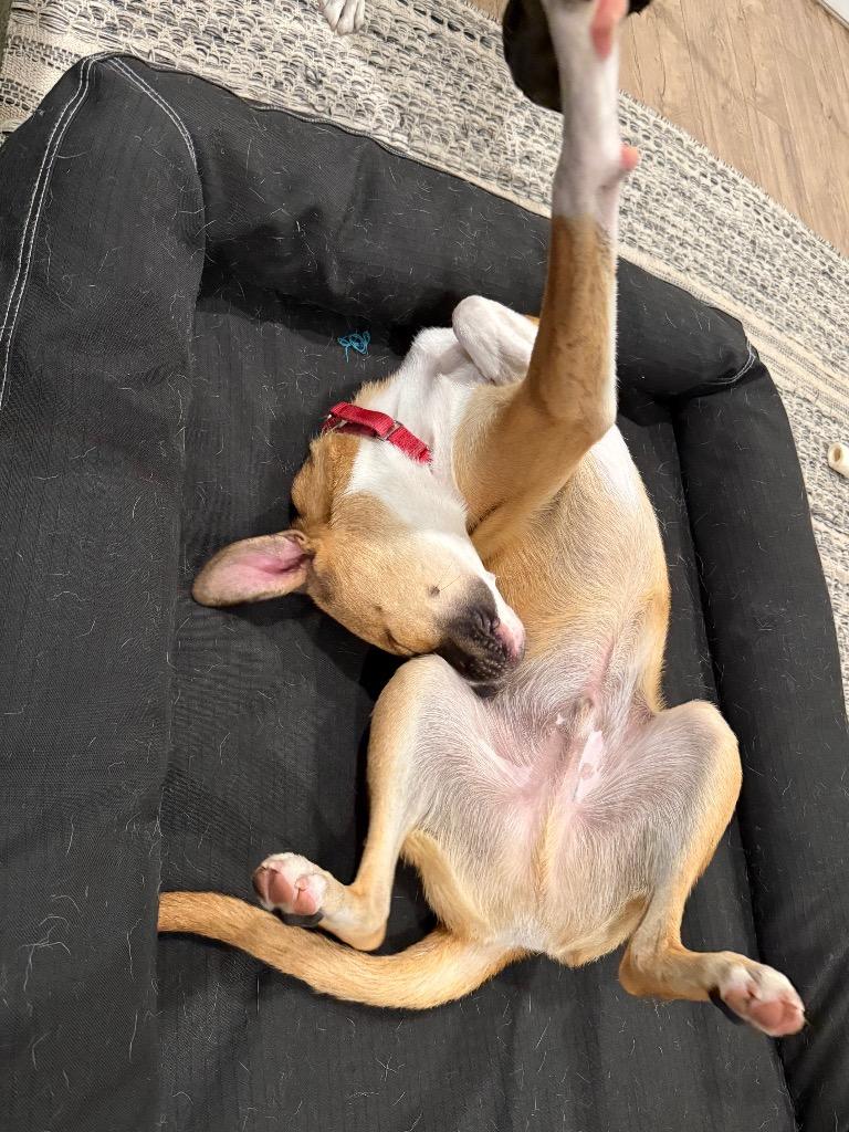 Enlarge Everest (In Foster), a Adoptable mixed breed in New Orleans, LA image 3/5