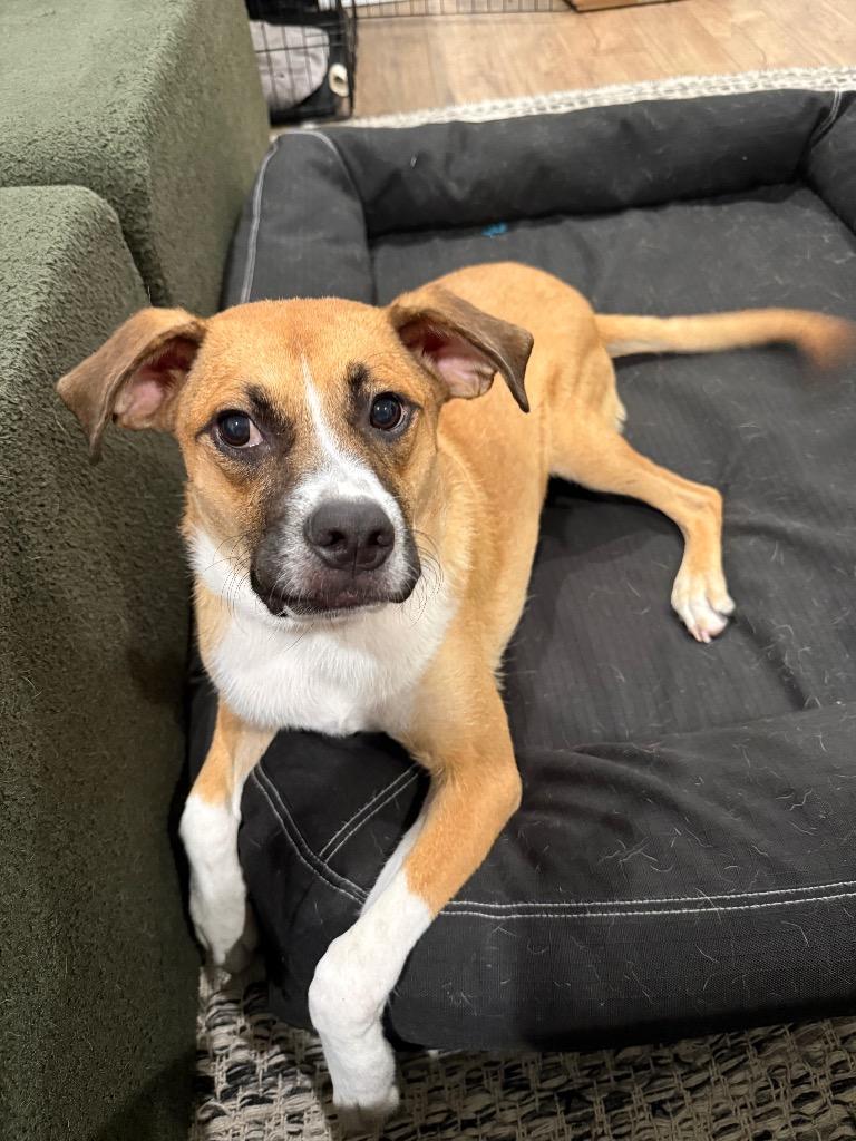 Enlarge Everest (In Foster), a Adoptable mixed breed in New Orleans, LA image 4/5