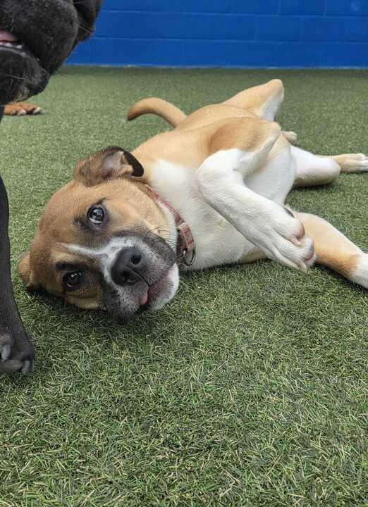 Enlarge Everest (In Foster), a Adoptable mixed breed in New Orleans, LA image 5/5