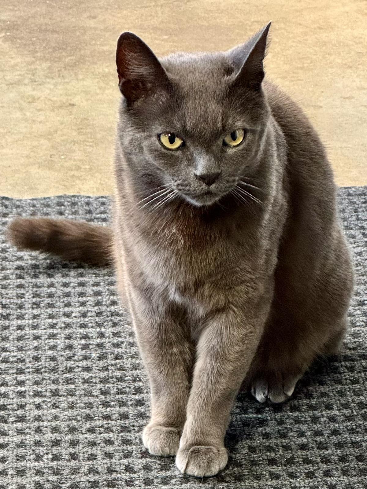 Bowie (chill - affectionate - confident), ADOPTABLE, Adult Male Chartreux & Domestic Short Hair.