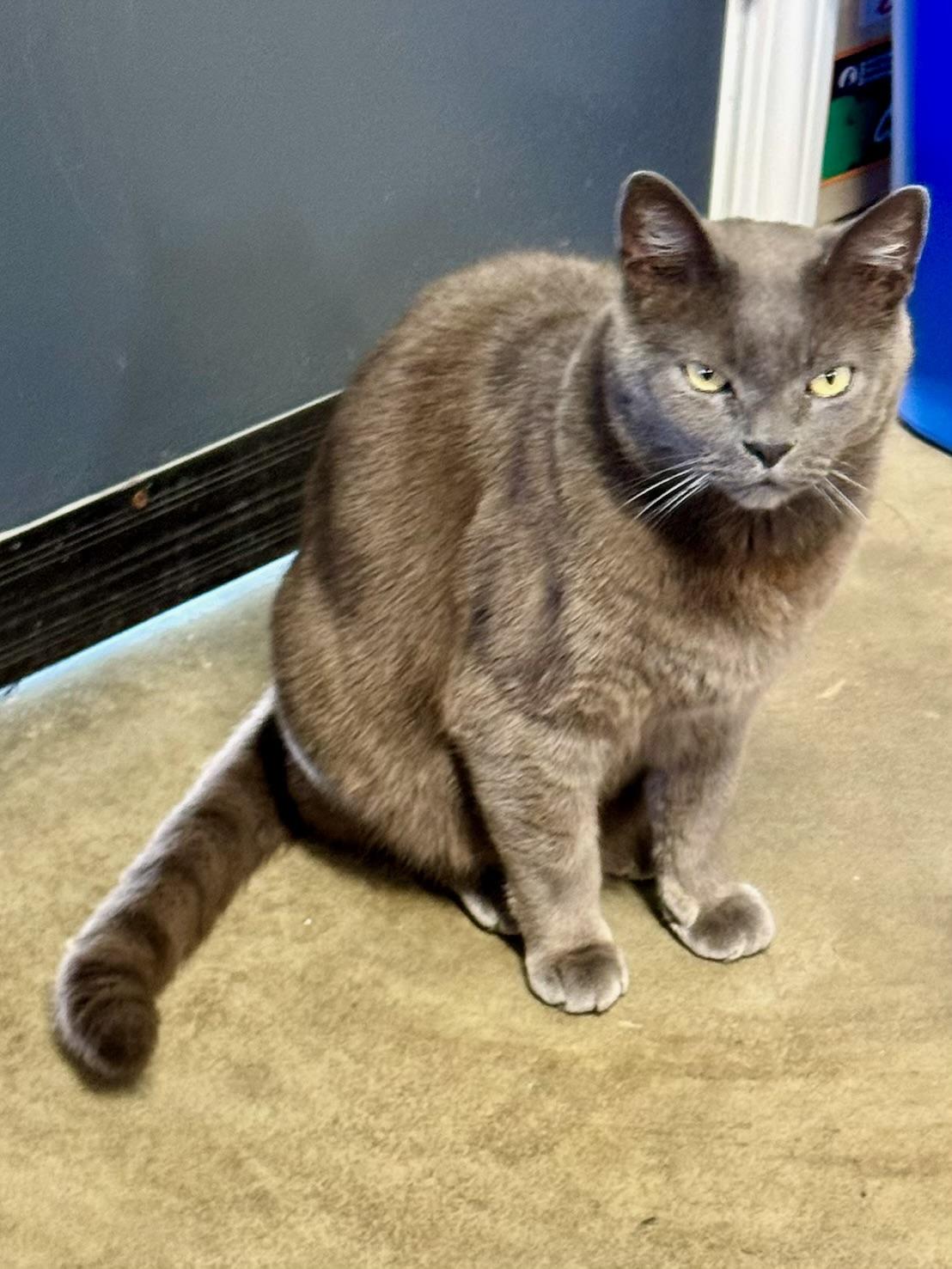 Bowie (chill - affectionate - confident), a ADOPTABLE mixed breed in San Jose, CA image 2/5