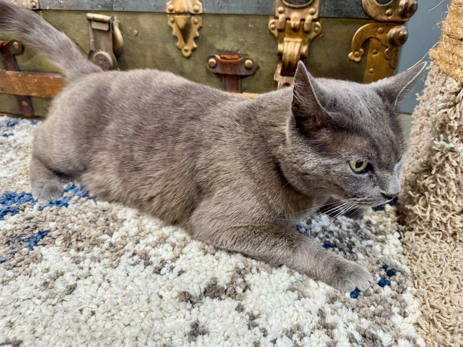 Bowie (chill - affectionate - confident), a ADOPTABLE mixed breed in San Jose, CA image 3/5