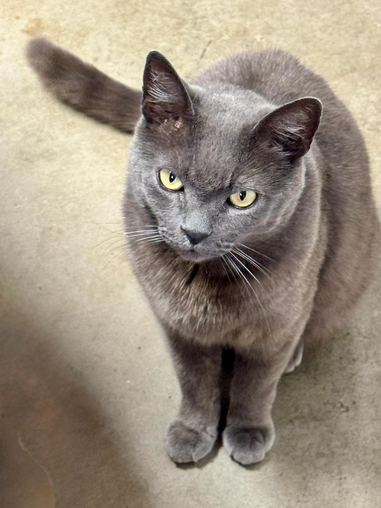 Bowie (chill - affectionate - confident), a ADOPTABLE mixed breed in San Jose, CA image 4/5