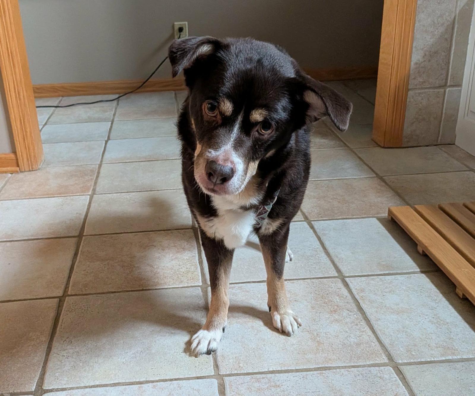 Enlarge Rico, a Adoptable mixed breed in Council Bluffs, IA image 3/3