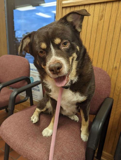 Rico, a Adoptable mixed breed in Council Bluffs, IA image 1/3