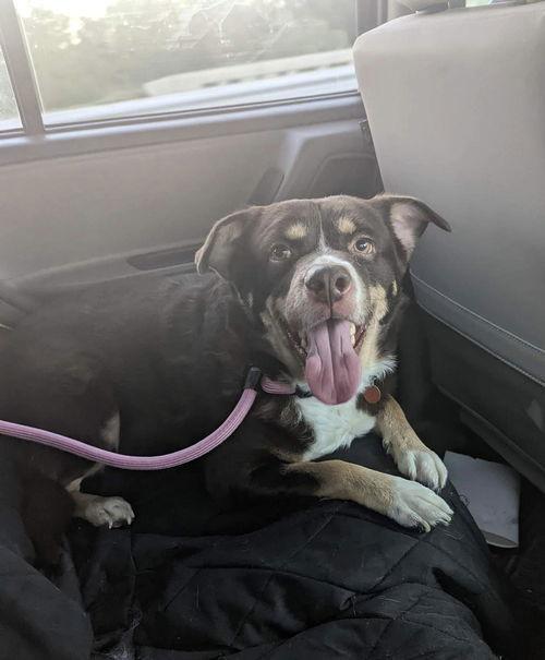 Rico, a Adoptable mixed breed in Council Bluffs, IA image 2/3