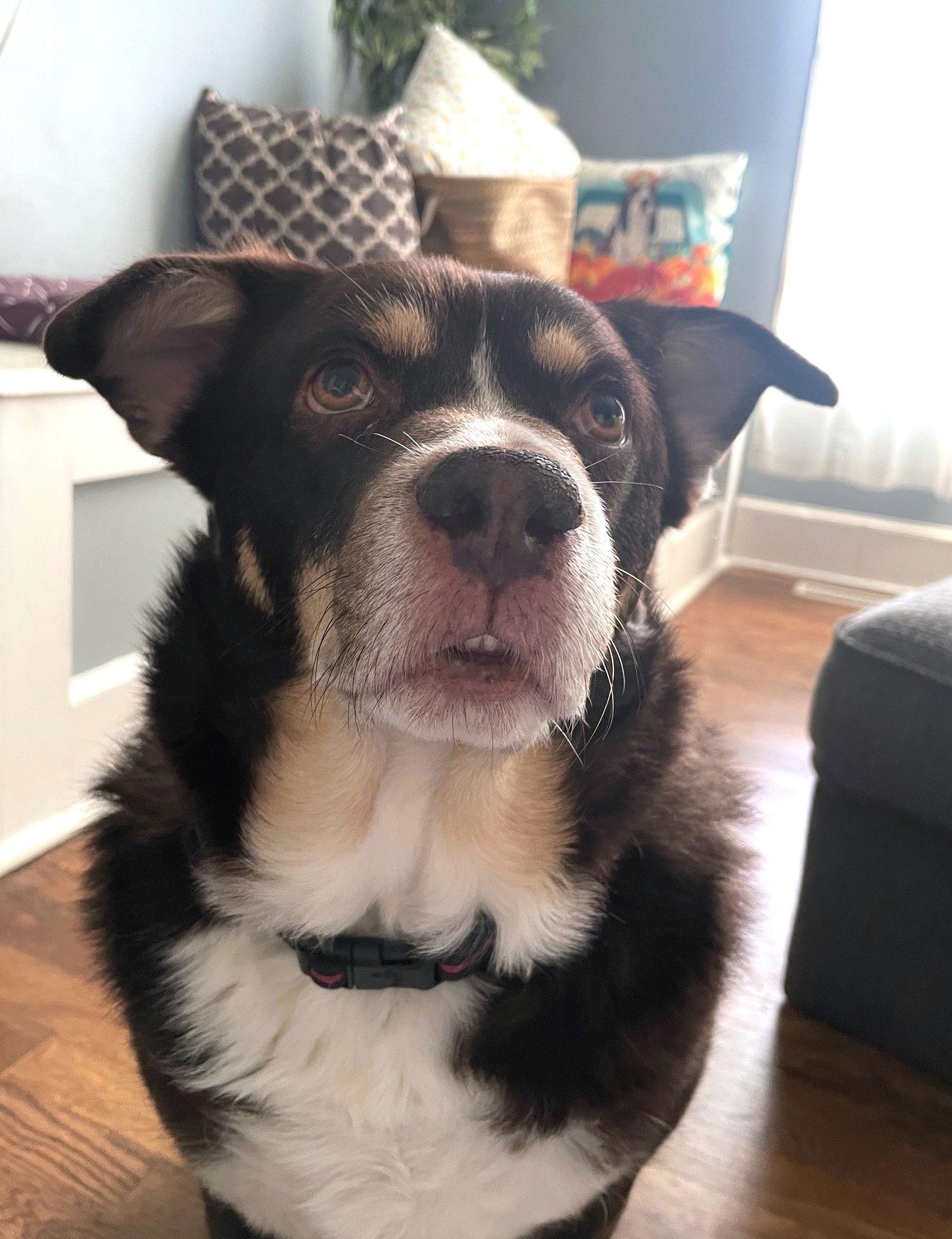 Rico, a Adoptable mixed breed in Council Bluffs, IA image 3/3