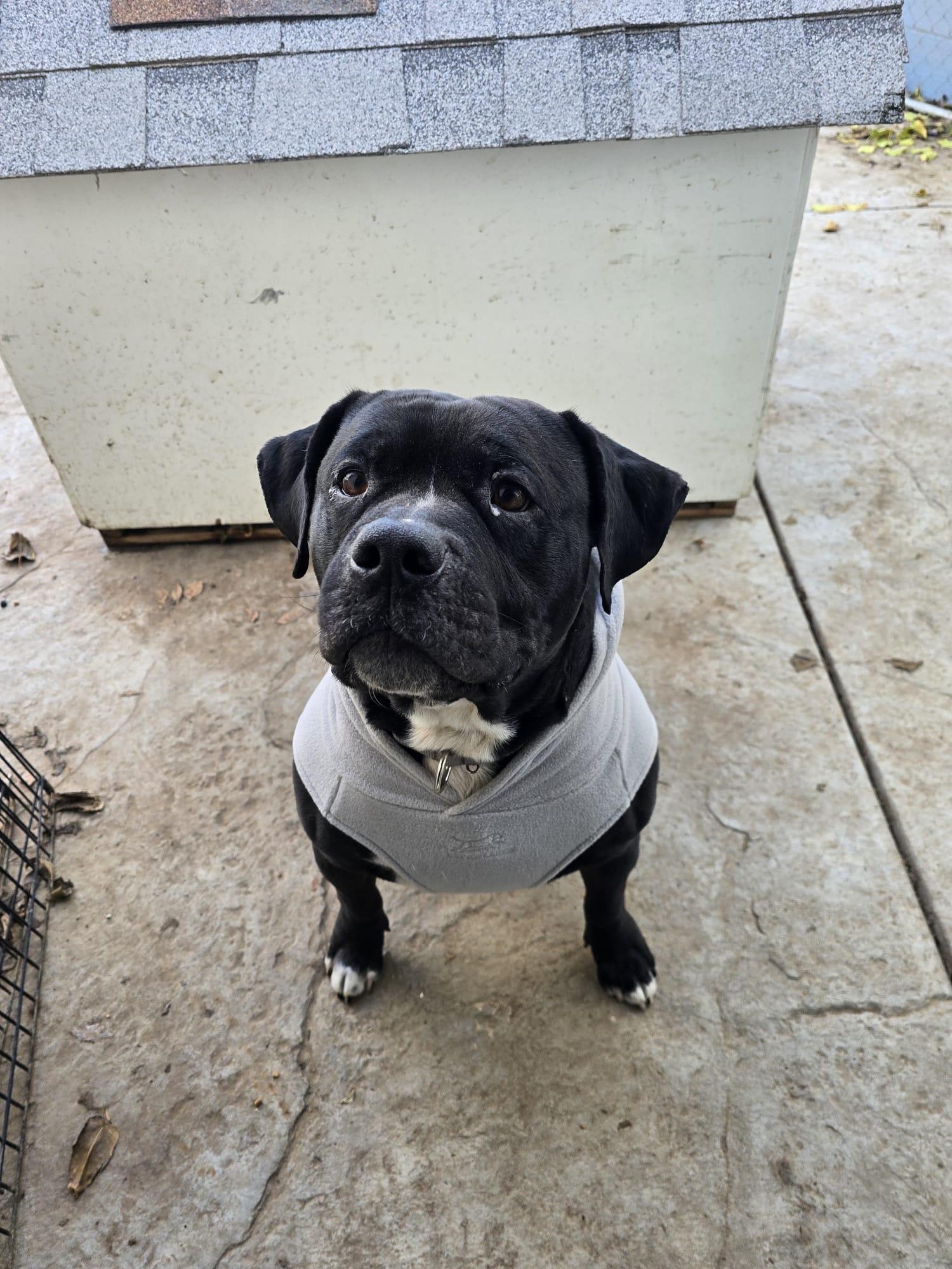 Enlarge Seeker , a Adoptable Boxer in santa monica, CA image 3/6