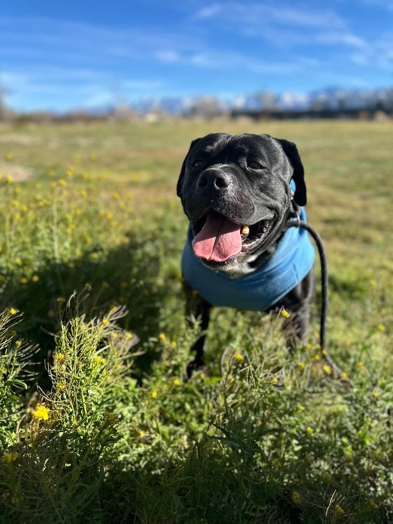 Enlarge Seeker , a Adoptable Boxer in santa monica, CA image 6/6