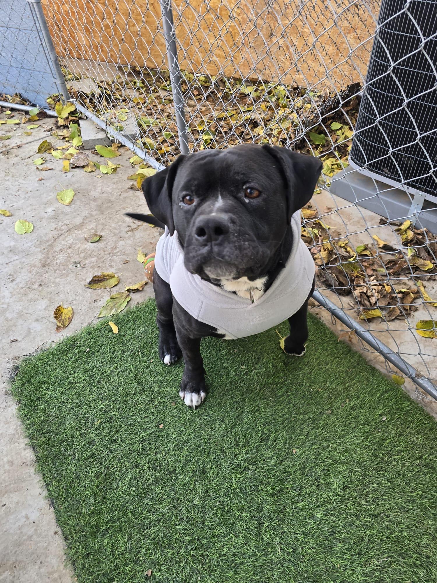 Enlarge Seeker , a Adoptable Boxer in santa monica, CA image 2/6