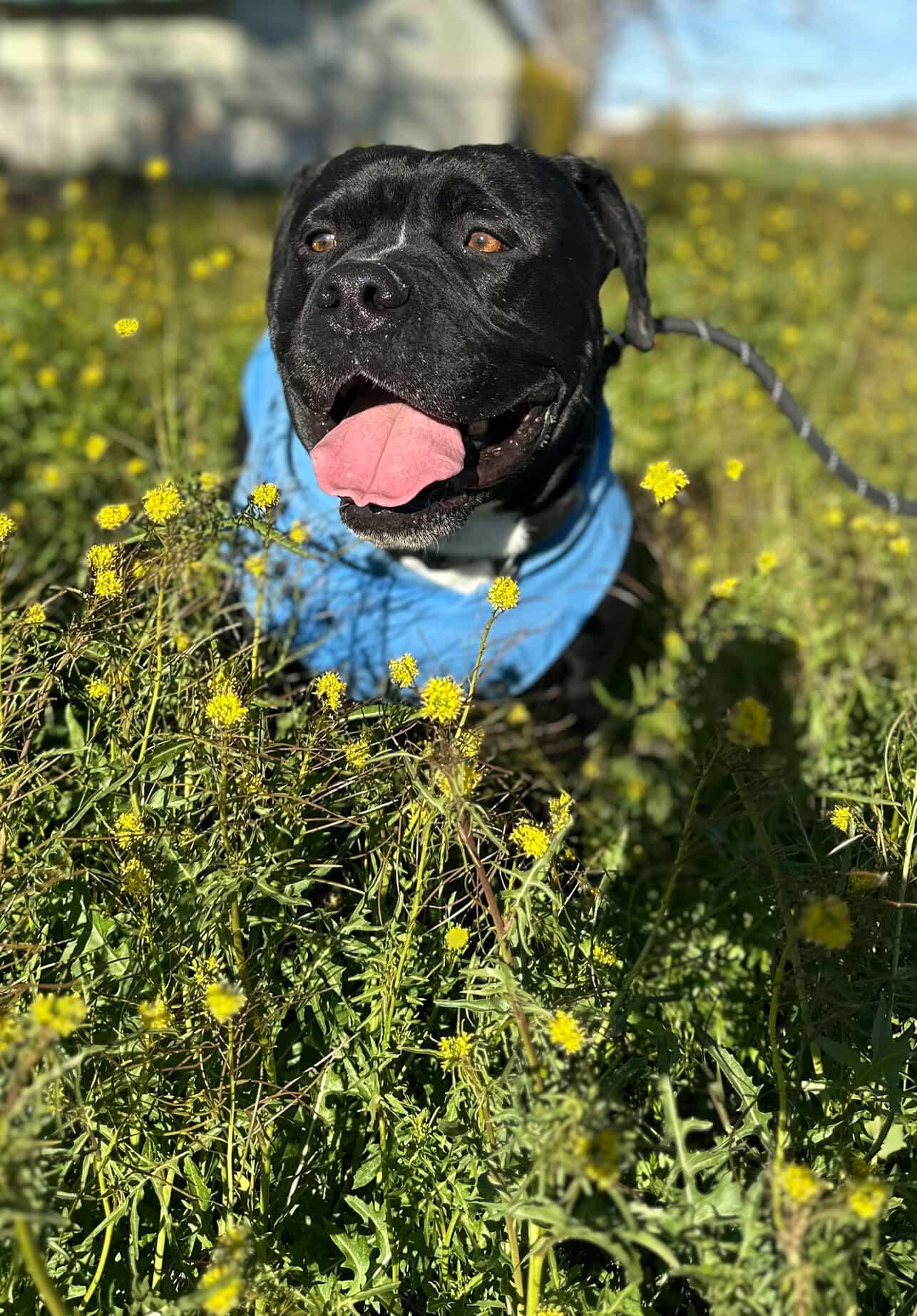 Enlarge Seeker , a Adoptable Boxer in santa monica, CA image 5/6