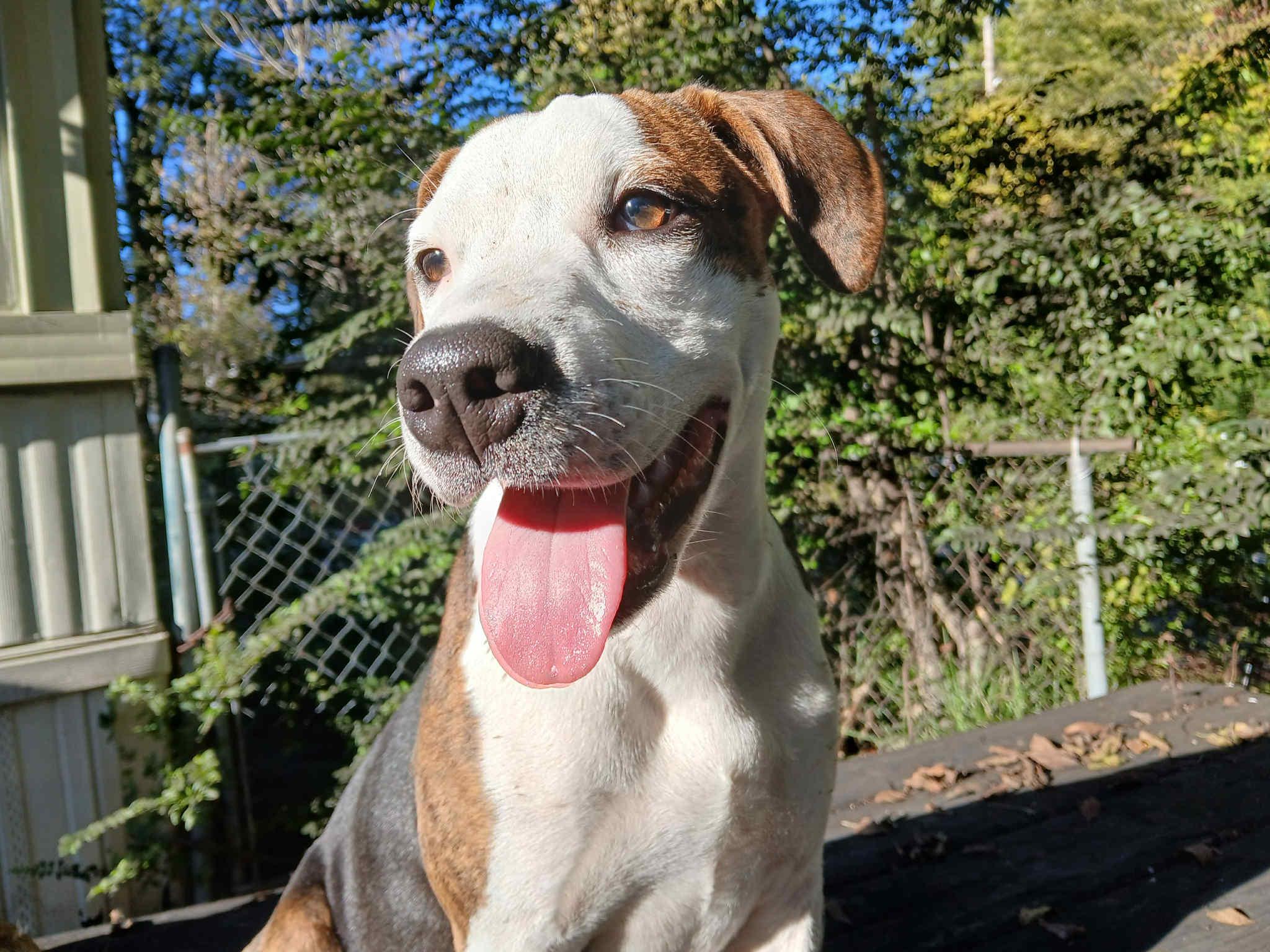 Polly (Erin-fostered in TN), Adoptable, Puppy Female Hound & Labrador Retriever.