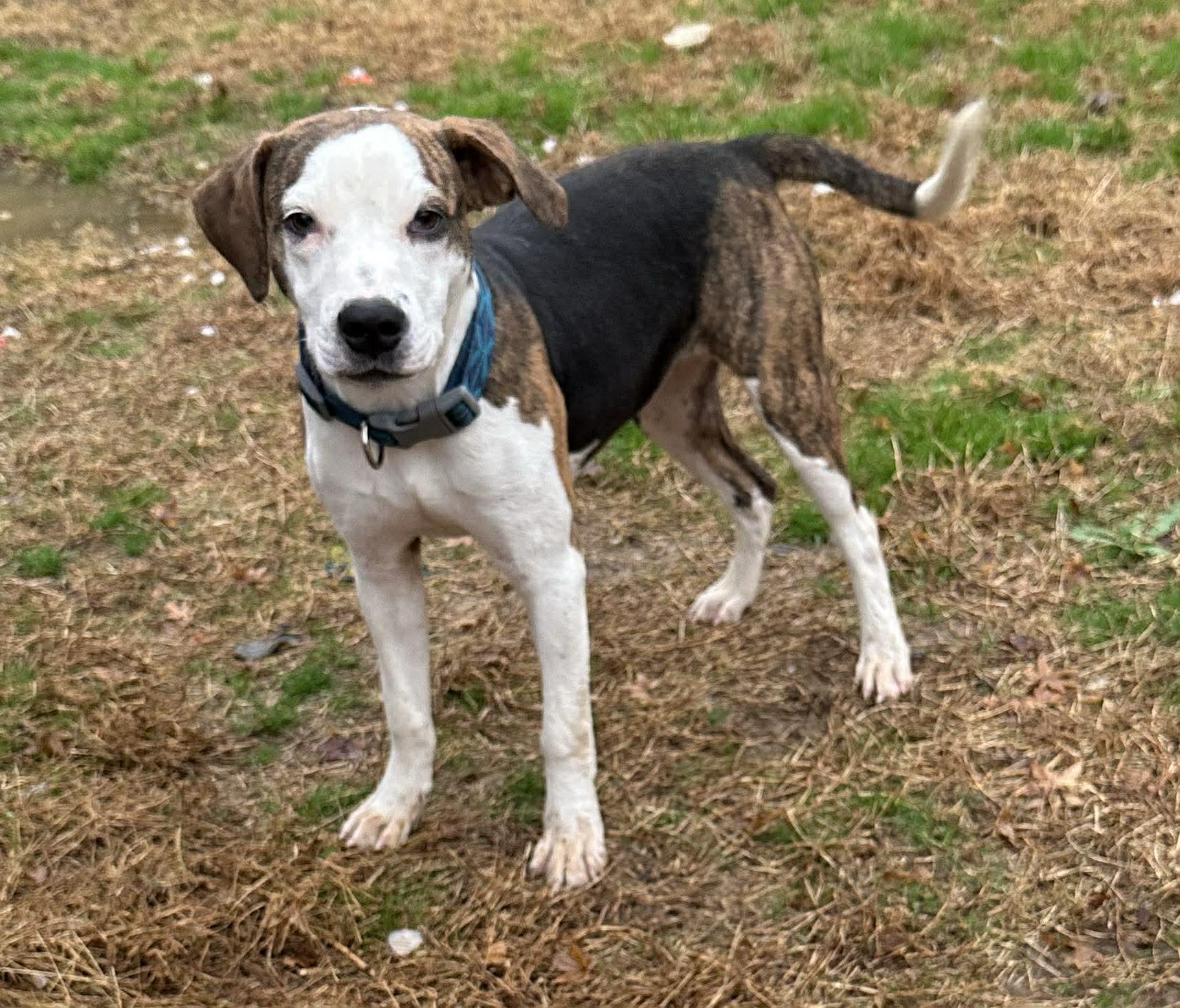 Polly (Erin-fostered in TN)