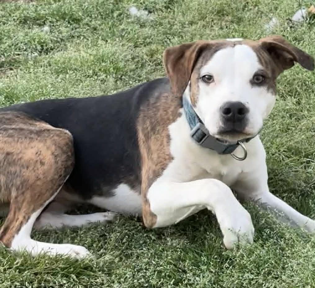 Enlarge Polly (Erin-fostered in TN), a Adoptable mixed breed in Brooklyn, CT image 2/6