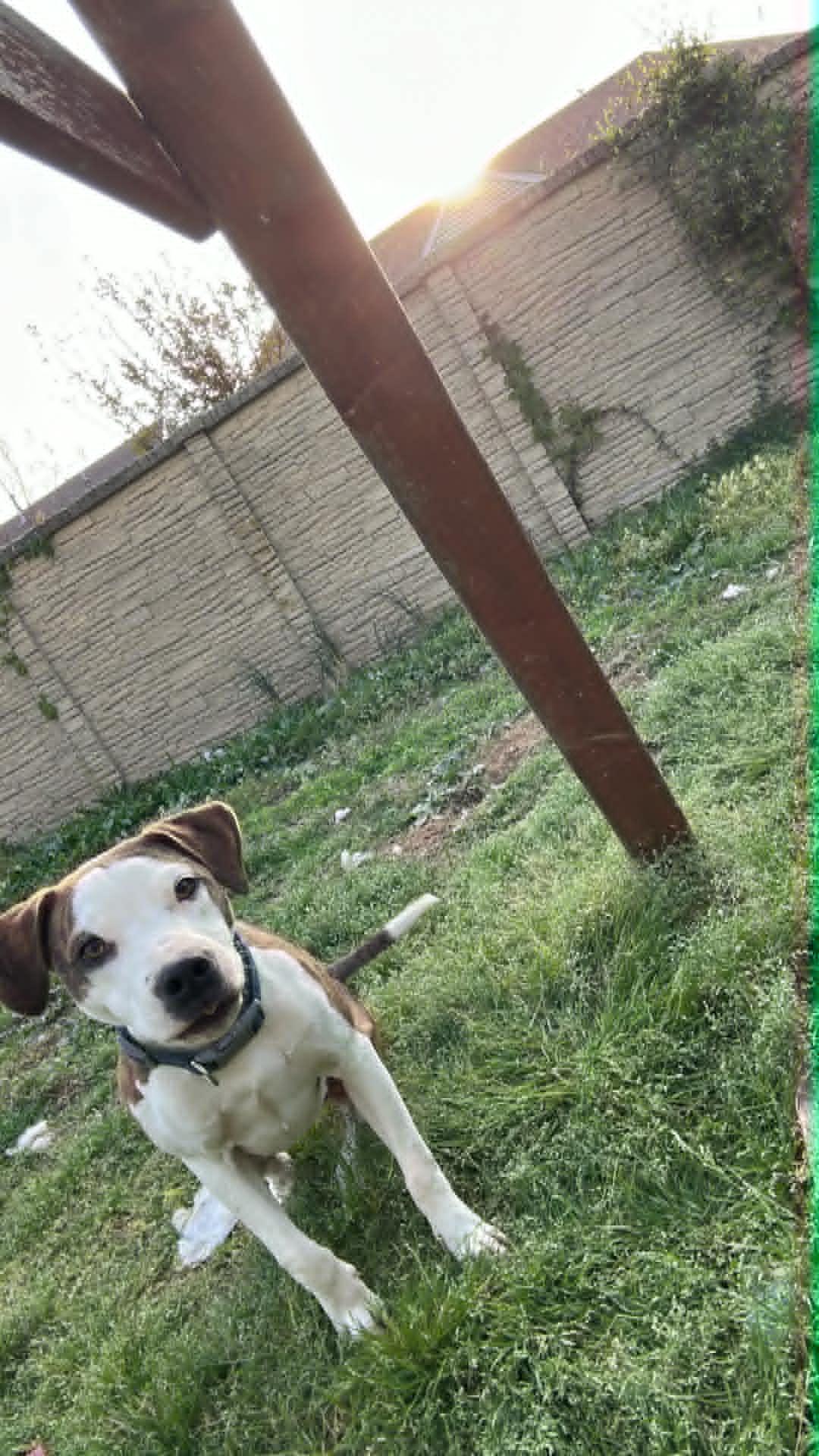 Enlarge Polly (Erin-fostered in TN), a Adoptable mixed breed in Brooklyn, CT image 4/6