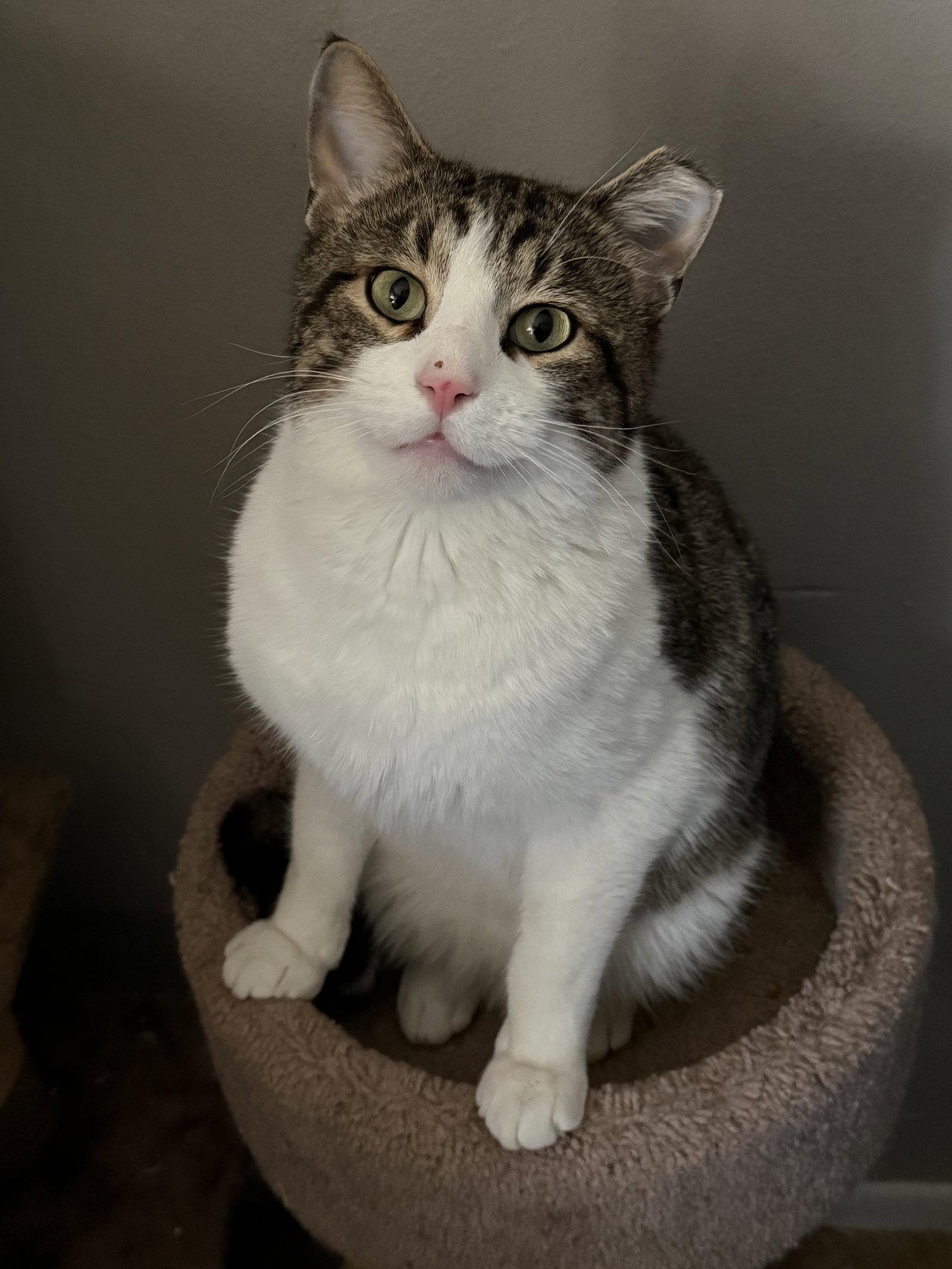 Burrito, Adopted, Adult Male Tabby.