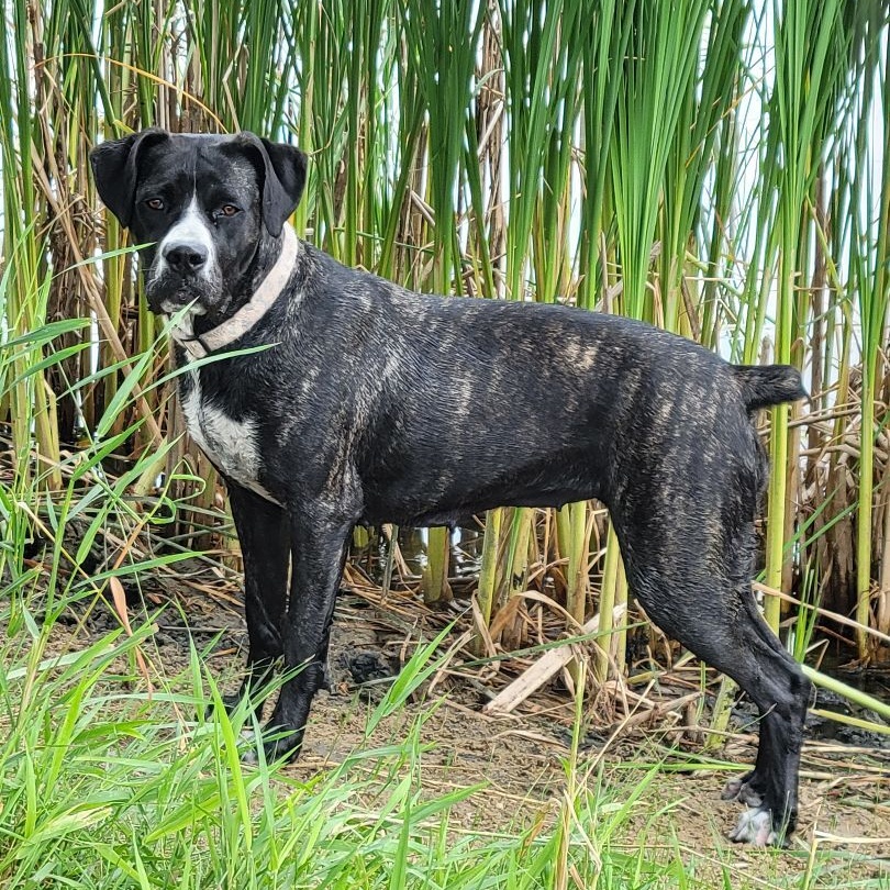 Enlarge Claire, a Adoptable Cane Corso in Lake Odessa, MI image 10/12