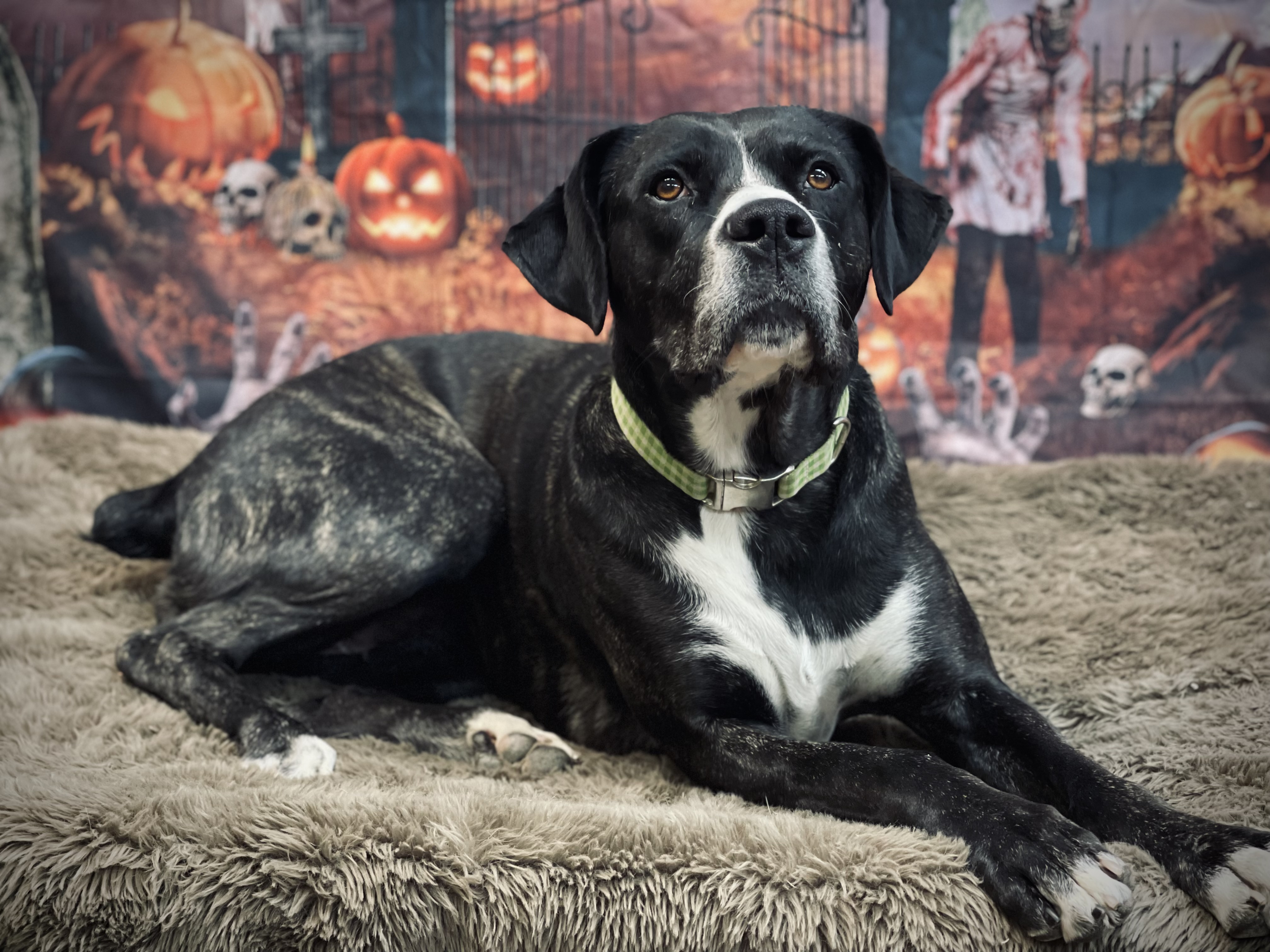 Enlarge Claire, a Adoptable Cane Corso in Lake Odessa, MI image 1/12