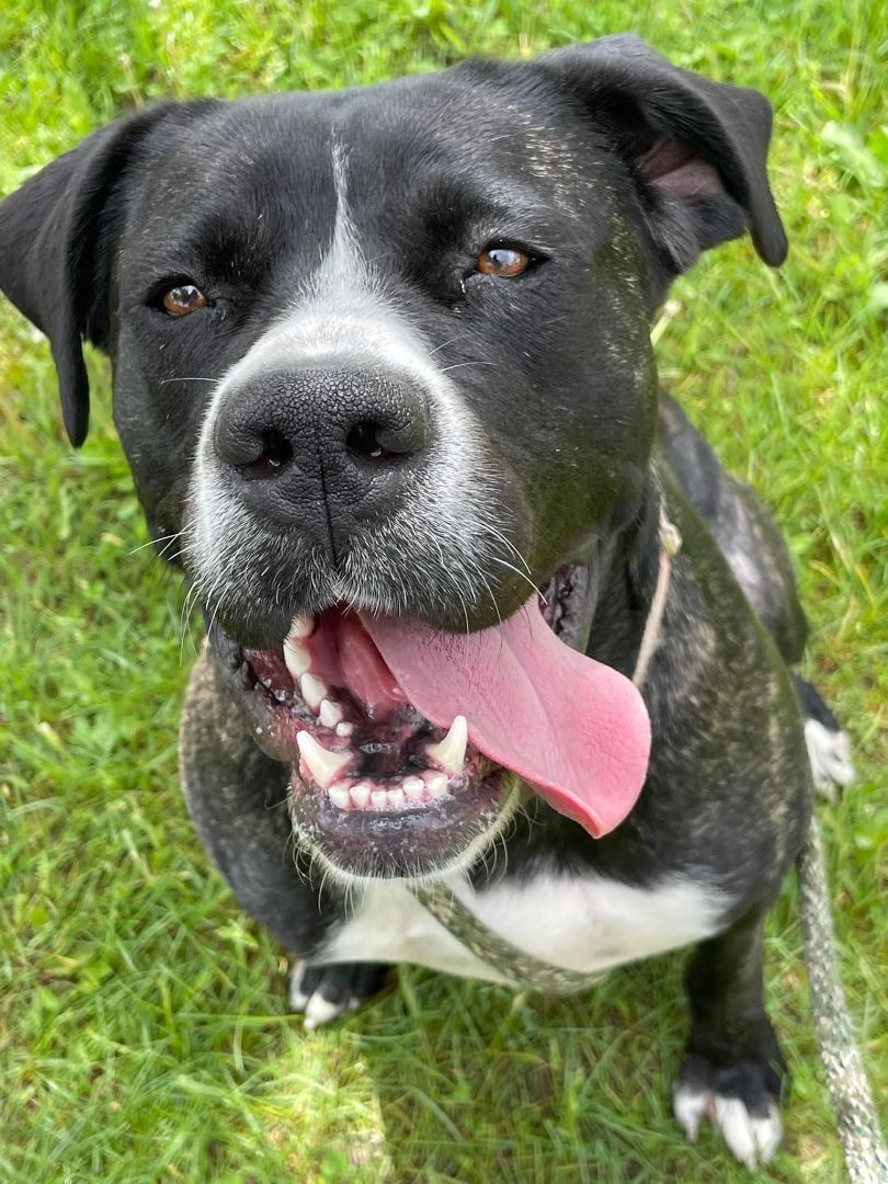 Enlarge Claire, a Adoptable Cane Corso in Lake Odessa, MI image 4/6